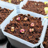 Black Dragon Coleus Seeds