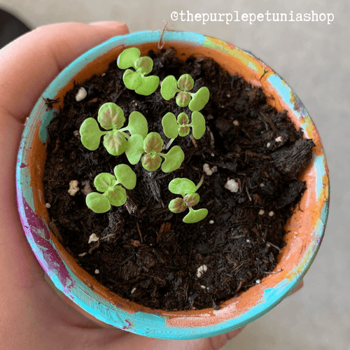 Black Dragon Coleus Seeds