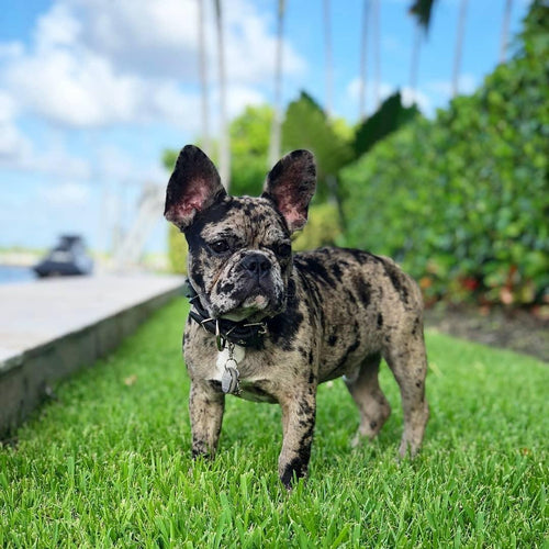 BLACK Frenchie collar