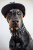 ''Black Giant'' collar Classic