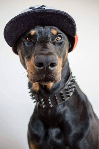 ''Black Giant'' collar Classic