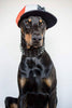''Black Giant'' collar Classic