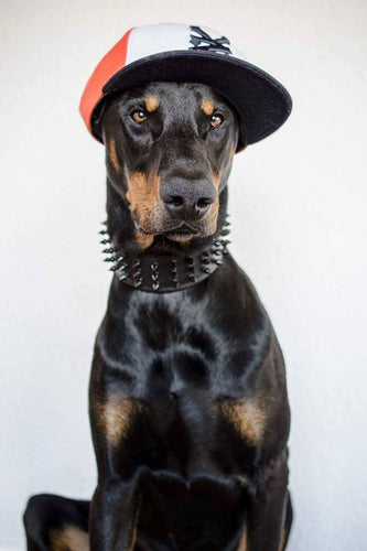 ''Black Giant'' collar Classic