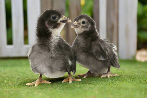 Black Sex-Link Chicks – Buy 10 + 5 Bonus Free (15 All-Female, Shipping Included)