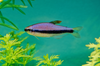 Blue Kerri Emperor Tetra 5/pk
