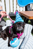 Blue Birthday Hat Squeaky Dog Toy - Glow Pups