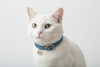 Costal Elasta Cat Reflective Breakaway Collar 10 blue/black