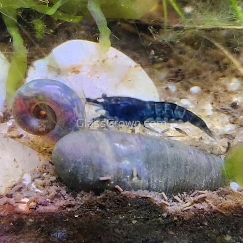 Blue Dream Dwarf Shrimp 10+ Pack