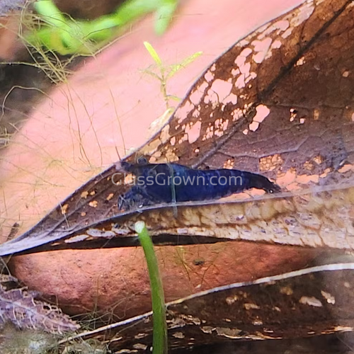 Blue Dream Dwarf Shrimp 10+ Pack