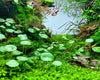 Brazilian Pennywort/Hydrocotyle Leucocephala (5+ shoots ~2-3 leaves each)