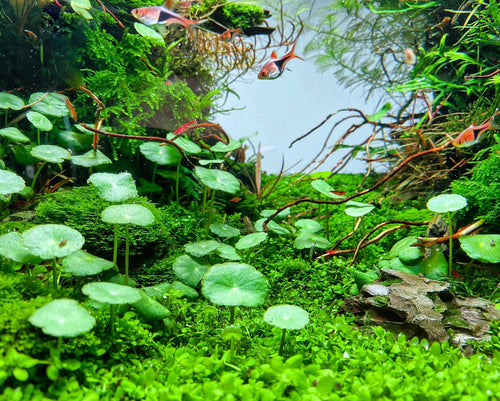 Brazilian Pennywort/Hydrocotyle Leucocephala (5+ shoots ~2-3 leaves each)