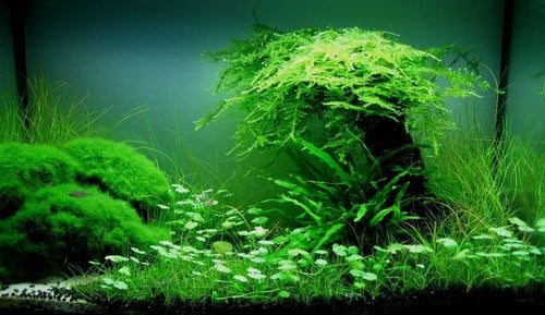 Brazilian Pennywort/Hydrocotyle Leucocephala (5+ shoots ~2-3 leaves each)