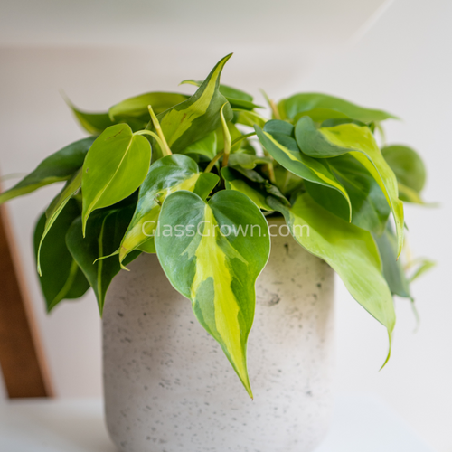 Philodendron 'Brasil'