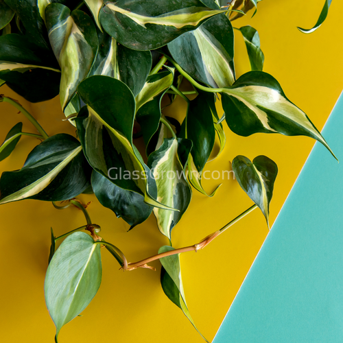 Philodendron 'Brasil'