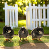 Barred Rock Chicks – Buy 10 + 5 Bonus Free (15 All-Female, Shipping Included)