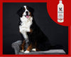 Magic White Brightening Dog Shampoo - Cherry Scented - 17oz