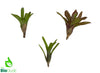The Bio Dude Bromeliad Neoregelia Pups – 3 Pack - DS