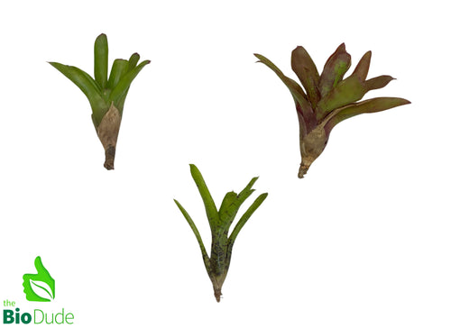 The Bio Dude Bromeliad Neoregelia Pups – 3 Pack - DS