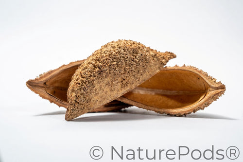 Bolsa Pastor Urchin Pods