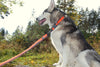 TrueLove Nylon Bungee Dog Leash TLL2271