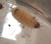 Porcellionides pruinosus Butter Pecan