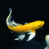 Butterfly koi