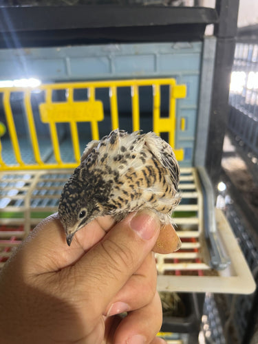 Button Quail Eggs -Eggs for Hatching or Snakes