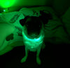 LED Dog Collar: Green