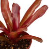 Bromeliad 'Fireball'