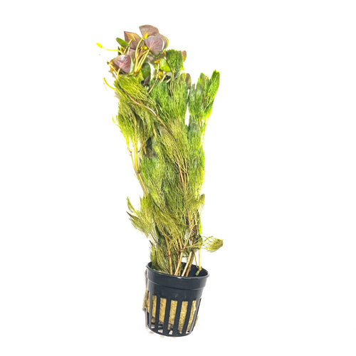 Green Cabomba