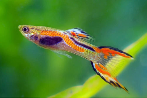 Assorted Endler's Livebearer