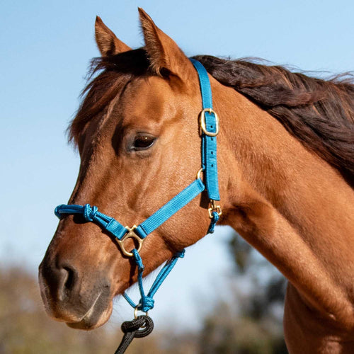 Cashel Nylon and Rope Halter