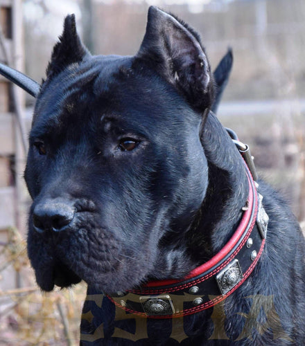The Eros collar 2.5 inch wide black & red