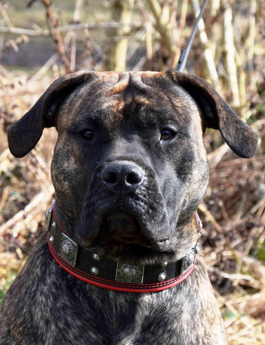 The Eros collar 2.5 inch wide black & red