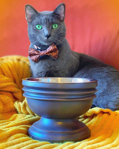 Summit Elevated Dog Bowl