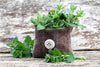 Catnip Seeds