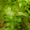 Bunch Lemon Bacopa Caroliniana