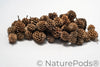 Casuarina Cones