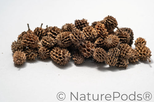 Casuarina Cones