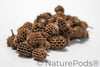 Casuarina Cones