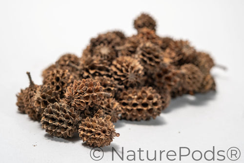 Casuarina Cones