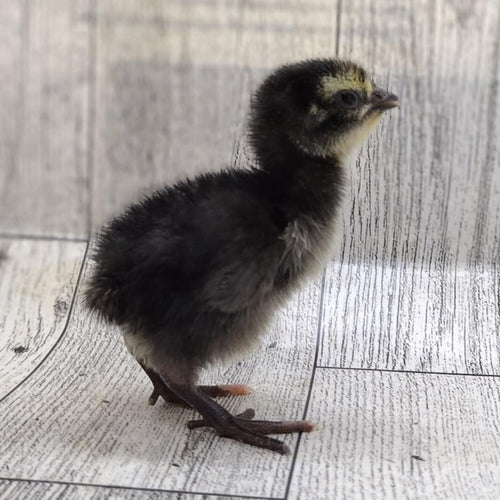 Black Quail Hatching Eggs - Pure Breed, Ideal for Aviary Hobbyists & Breeders