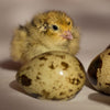 Fertile Hatching Mixed Jumbo Pharaoh Coturnix,Jumbo Italian, White,Brown Quail Hatching Eggs- Coturnix Quail Eggs for Sustainable Farming Hens Choice