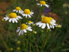 Chamomile Seeds