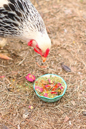 WormBGone Nesting Herbs For Pet Chickens With Roses, Chilis, Calendula, Dandelion For Healthier Coops