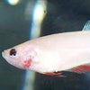 Female Betta Sorority 3 Pack