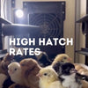 CT180 SH - Egg Incubator - Setter & Hatcher