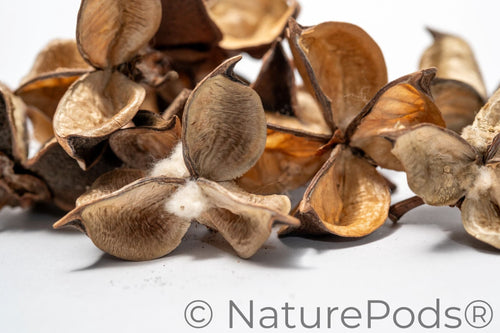 Cotton Flower Pod