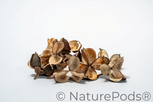 Cotton Flower Pod