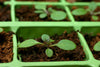 Coco Coir Brick (OMRI Approved for Organic Use)